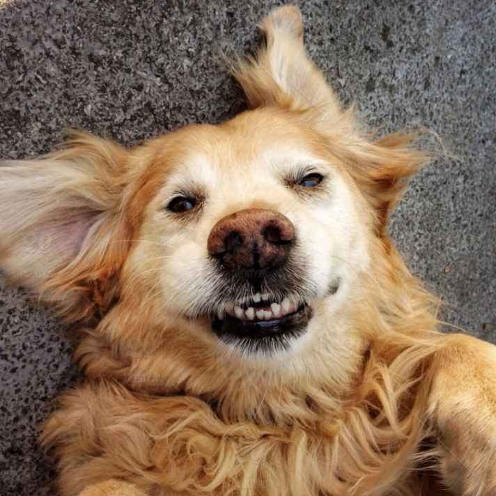 smileypup smileypup